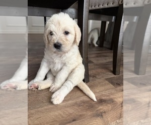 Labradoodle Puppy for sale in ADGER, AL, USA