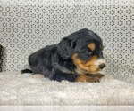 Small Photo #15 Bernedoodle Puppy For Sale in COLORADO SPRINGS, CO, USA