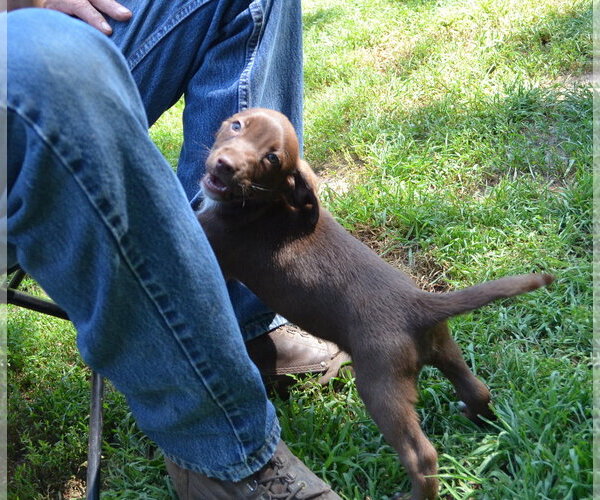 Medium Photo #2 Labrador Retriever Puppy For Sale in Brooklyn Center, MN, USA
