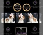 Puppy Ella UABR Cavalier King Charles Spaniel