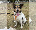 Small Collie Mix