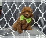 Small #3 Cavapoo