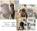 Puppy Louis Bullmastiff