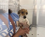 Small Chihuahua