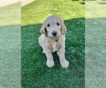 Small Photo #125 Goldendoodle Puppy For Sale in PHOENIX, AZ, USA
