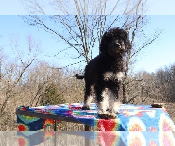 Medium Photo #15 Goldendoodle Puppy For Sale in UNION CITY, TN, USA