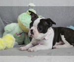 Small #2 Boston Terrier