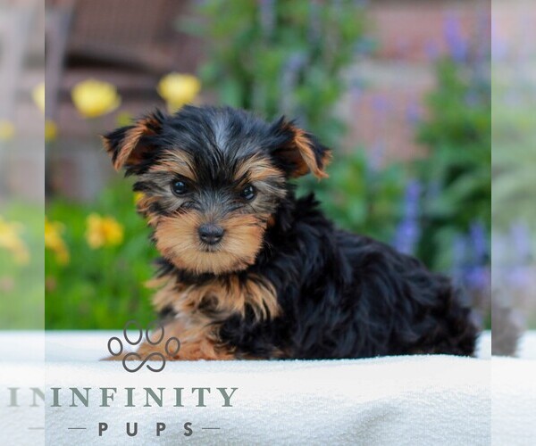 Medium Photo #2 Yorkshire Terrier Puppy For Sale in REINHOLDS, PA, USA