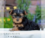 Kelsey - Female Yorkshire Terrier Puppy for Sale - Photo #2