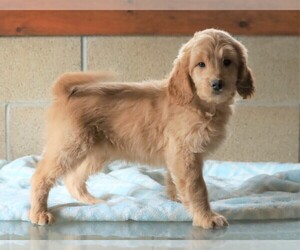 Goldendoodle (Miniature) Puppy for sale in FREDERICKSBG, OH, USA