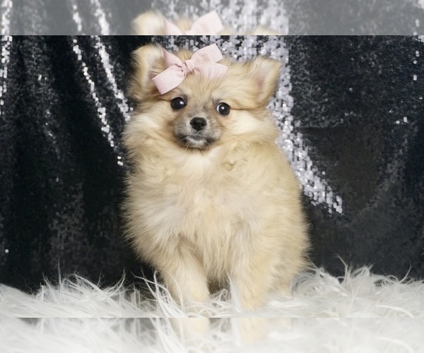 Medium Photo #1 Pomeranian Puppy For Sale in WARSAW, IN, USA