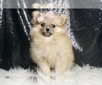 Puppy 16 Pomeranian