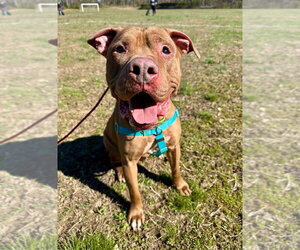 Browny - Male American Staffordshire Terrier Dog for Adoption - Photo #10