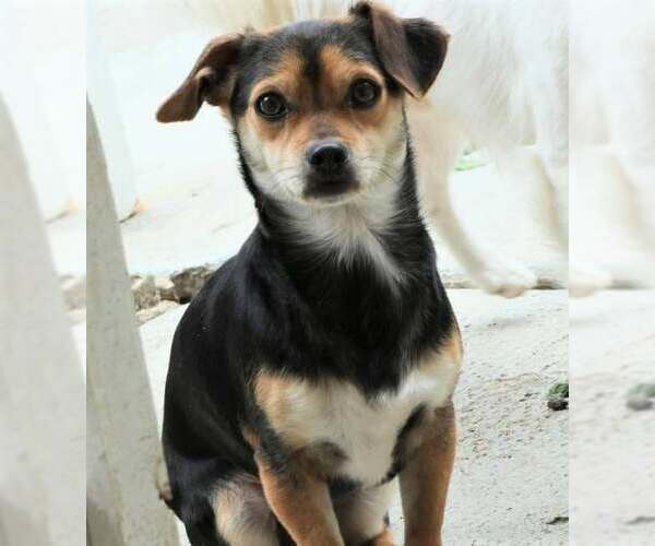 Medium Photo #4 Chilier Puppy For Sale in Arlington, WA, USA