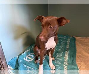 American Pit Bull Terrier Dogs for adoption in Camarillo, CA, USA