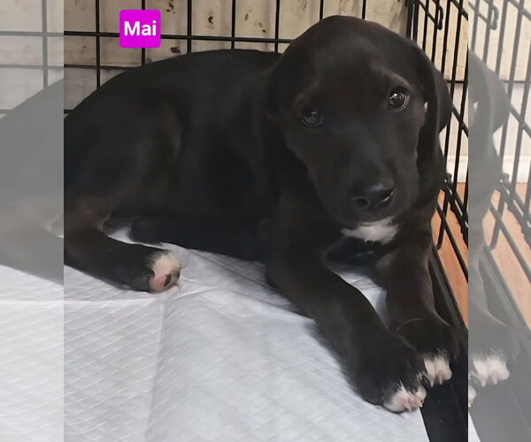 Medium Photo #5 Labrador Retriever-Unknown Mix Puppy For Sale in Alexander, AR, USA