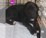 Small #4 Labrador Retriever Mix