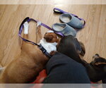Small #4 Bullboxer Pit