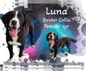 Border Collie-Unknown Mix Dogs for adoption in Anchorage, AK, USA