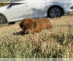 Small Photo #2 Poodle (Toy) Puppy For Sale in HANFORD, CA, USA