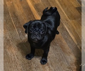 Pug Puppy for sale in KERNERSVILLE, NC, USA