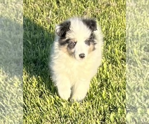 Shetland Sheepdog Puppy for sale in FORT MORGAN, CO, USA