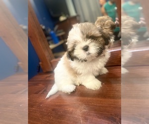 Shih Tzu Puppy for sale in SAN LEANDRO, CA, USA