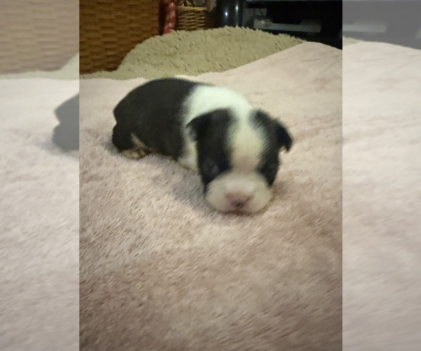 Medium Photo #3 Boston Terrier Puppy For Sale in FREDONIA, KS, USA