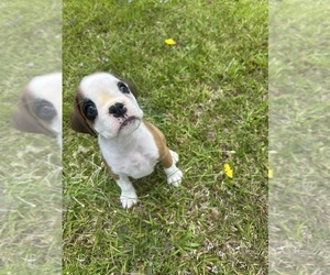 Boxer Puppy for sale in LUMBERTON, NC, USA