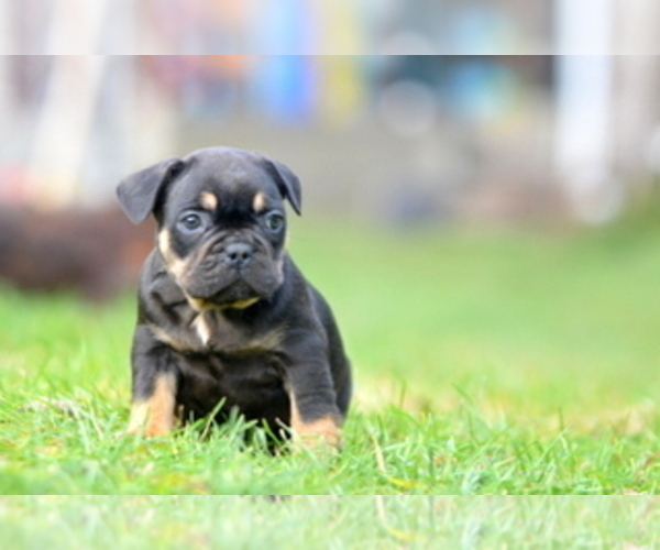Medium Photo #25 French Bulldog Puppy For Sale in Kiskoros, Bacs-Kiskun, Hungary