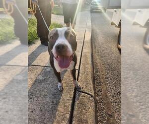 American Staffordshire Terrier-Unknown Mix Dogs for adoption in San Antonio, TX, USA