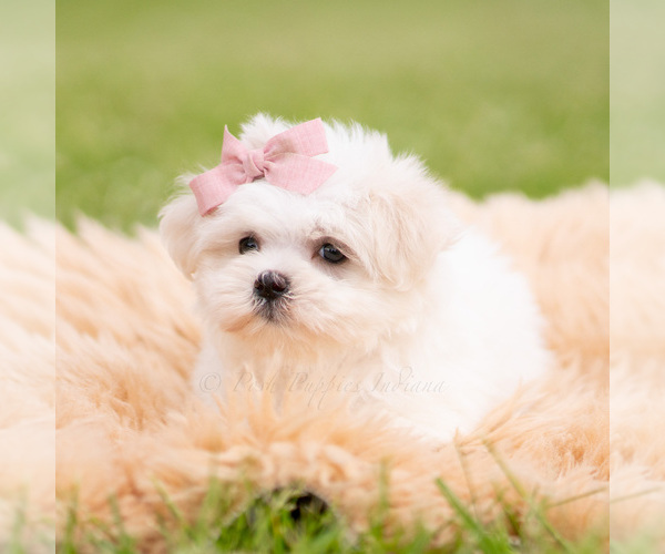 Medium Photo #6 Maltese Puppy For Sale in WARSAW, IN, USA