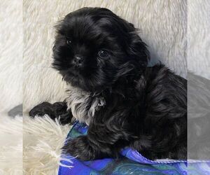 Shih Tzu Puppy for sale in ZEIGLER, IL, USA