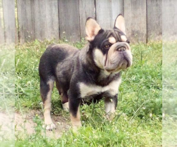 Medium Photo #1 French Bulldog Puppy For Sale in GOSHEN, IN, USA