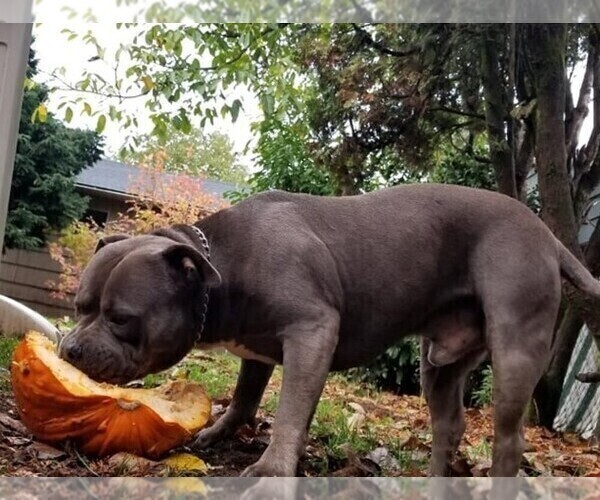 Medium Photo #1 American Pit Bull Terrier Puppy For Sale in HOOD RIVER, OR, USA