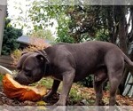 Small Photo #1 American Pit Bull Terrier Puppy For Sale in HOOD RIVER, OR, USA