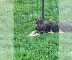 German Shepherd Dog Puppy for sale in GOUVERNEUR, NY, USA