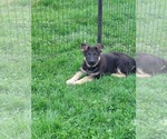 Small Photo #1 German Shepherd Dog Puppy For Sale in GOUVERNEUR, NY, USA