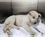 Small #15 Great Pyrenees Mix