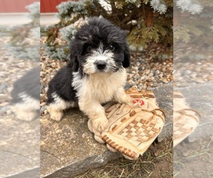 Poo-Ton Puppy for sale in MIDDLEBURY, IN, USA
