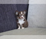 Small Photo #2 Chihuahua Puppy For Sale in SAN FRANCISCO, CA, USA