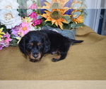 Small Photo #7 Dachshund Puppy For Sale in BENTON, AR, USA
