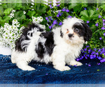 Small #5 Shih Tzu