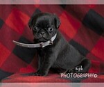 Small Photo #1 Jug-Pug Mix Puppy For Sale in LIBERTY, KY, USA