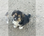 Small #1 American Corgi