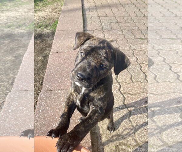 Medium Photo #1 American Pit Bull Terrier-Unknown Mix Puppy For Sale in Hillsboro, MO, USA