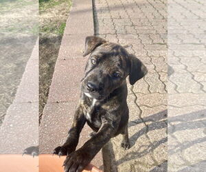 American Pit Bull Terrier-Unknown Mix Dogs for adoption in Hillsboro, MO, USA