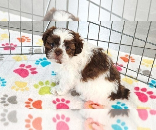 Medium Photo #1 ShihPoo Puppy For Sale in ORO VALLEY, AZ, USA