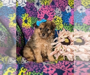 Pom-A-Poo Puppy for sale in OXFORD, PA, USA