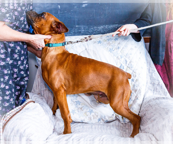 Medium Photo #3 Boxer Puppy For Sale in WAKARUSA, IN, USA